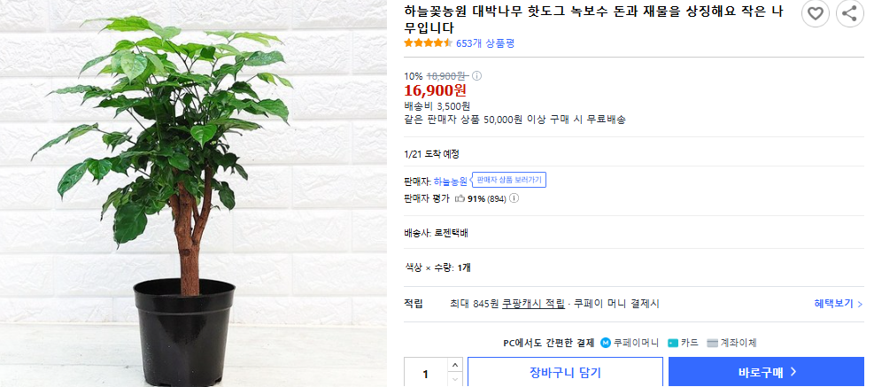 녹보수 키우는 법 및 잎이 떨어지는 이유 (+ 꽃말 물 주기 진드기 해피트리 차이점)