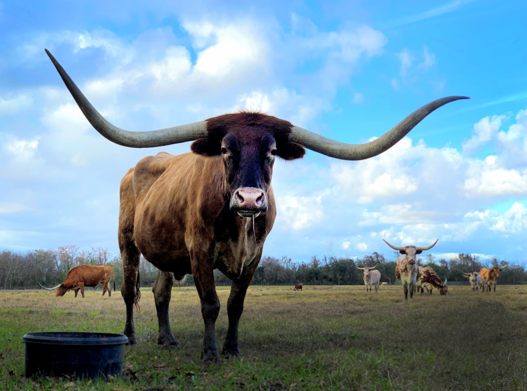 Texas.