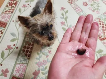 노령견 신부전2기 자연식 화식 레시피 건강식_11