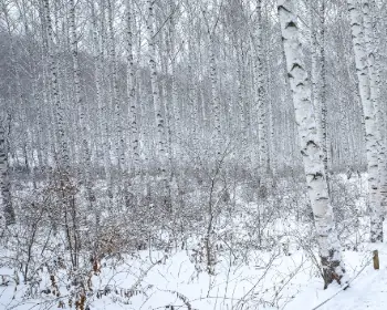 인제 자작나무숲_4