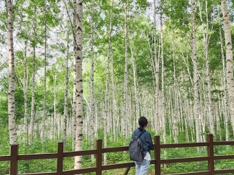 인제 자작나무숲