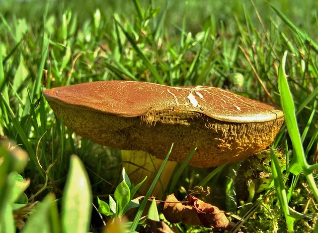 양송이버섯 재배 배지 준비 온도 습도 수확 정리_3