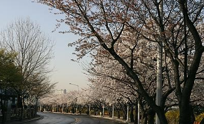 여의도 윤중로 & 한강공원 벚꽃