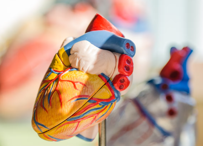 돼지감자차 효능 : 심혈관