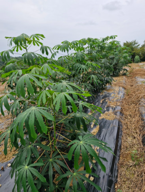 농업회사법인 한국카사바