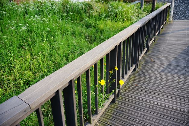 나무데크길에 내려 앉은 참새 한 마리,