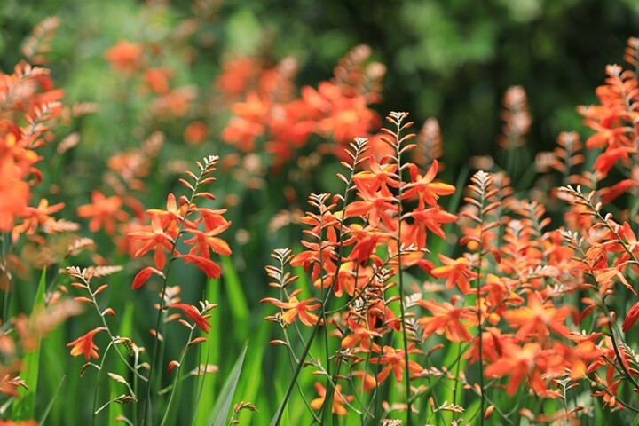 신안 섬 크로코스미아 꽃 축제