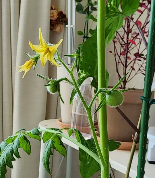 노란꽃이 지고나면 열매가 만들어지기시작합니다.