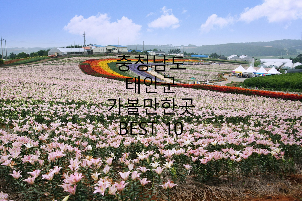 충청남도 태안군 백합축제