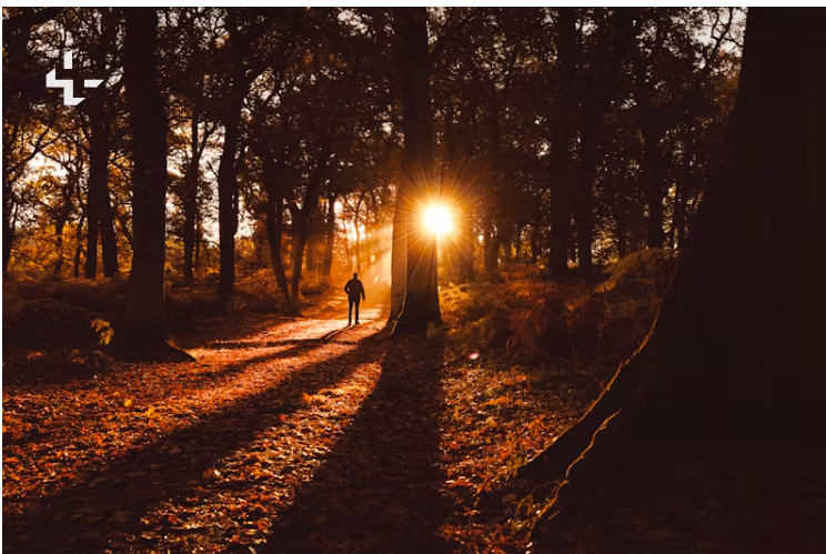 노을이 진 숲속을 걷는 사람의 실루엣