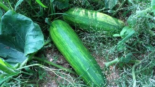 애호박-비대모습