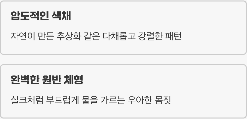 살아있는 예술 작품, 압도적인 색채와 체형
