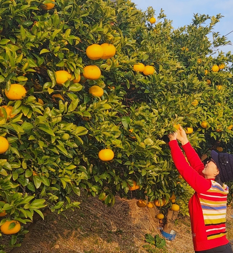 고흥-특산물-유자