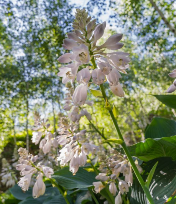 2025년부터 화담숲 예약하기