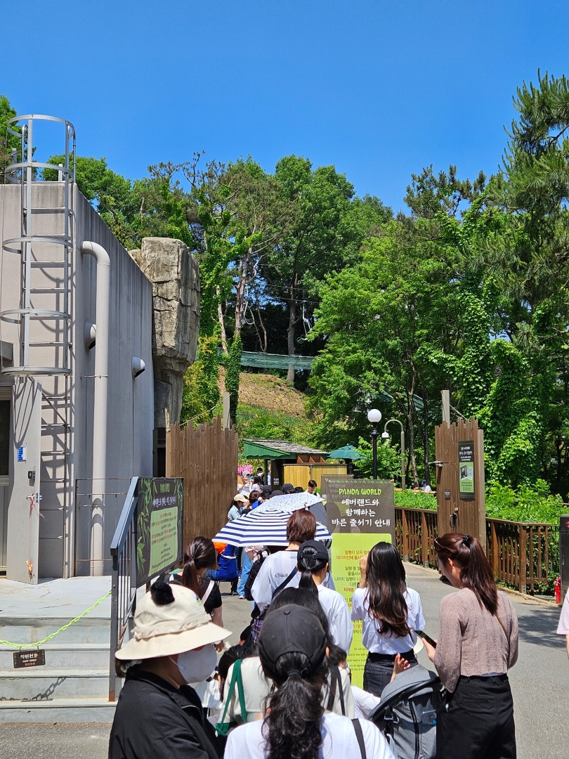 에버랜드 판다월드 웨이팅