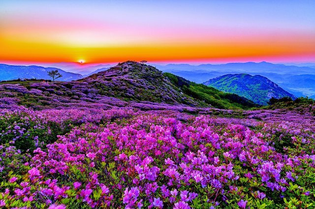 황매산 군립공원 소개 사진 이미지