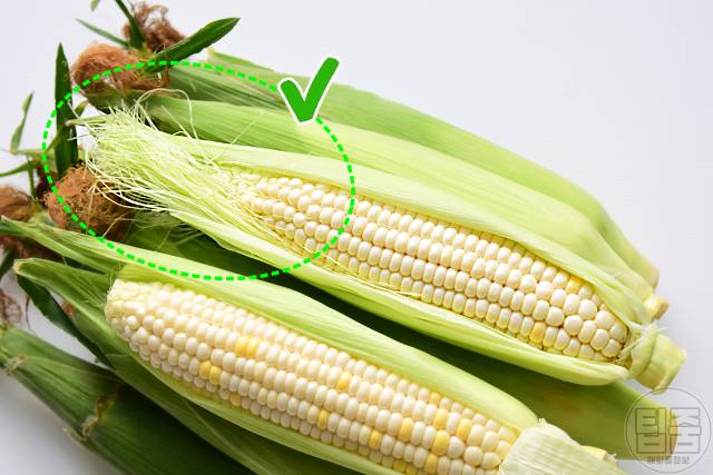 맛있는 옥수수 고르는법