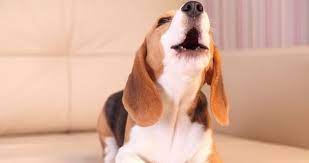 강아지가 짖는 모습