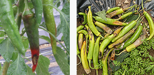 폭염으로 고추 타들어감