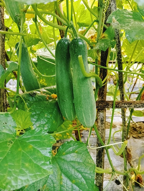 오이모종 심는시기(파종시기&amp;#44; 오이심기방법&amp;#44; 오이심는간격&amp;#44; 오이재배방법) 오이키우기 총정리!