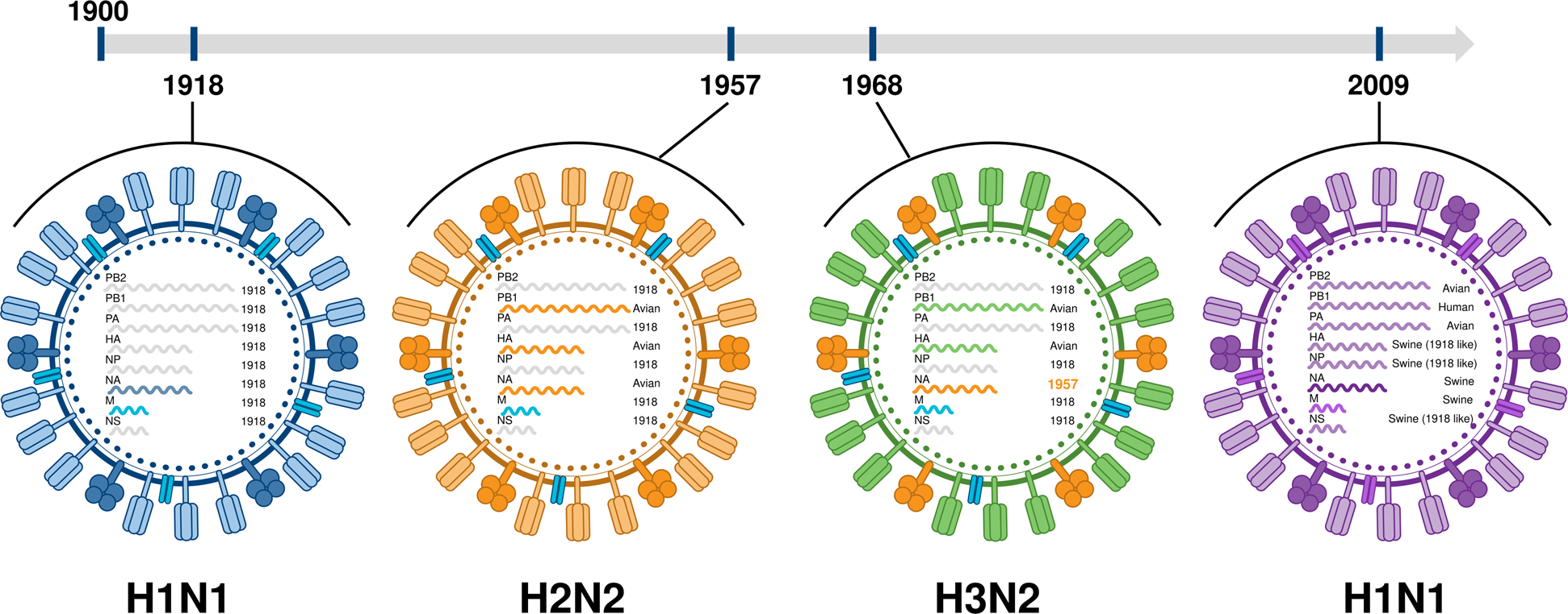 당단백질 돌연변이는 독감대유행을 유발했다