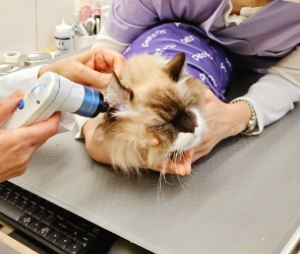 고양이 귀청소 방법 총정리｜정상적인 귀 상태와 이상 신호 구별하는 법