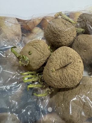 냉장고에 보관했다가 싹이 난 감자