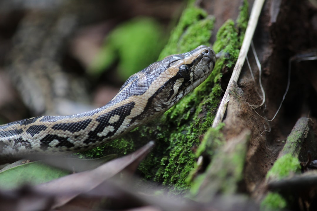 Serpent