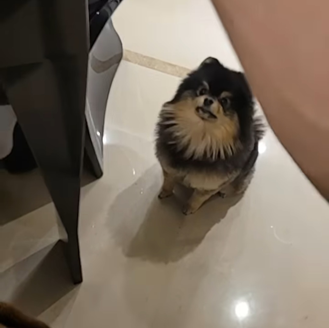 뷔 반려견 연탄이