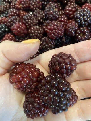 복분자 효능 여자