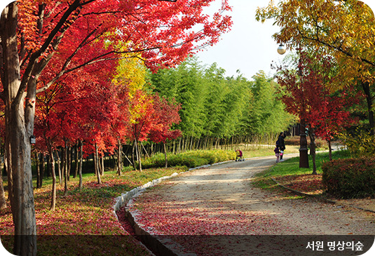 한밭수목원 서원 명상의 숲 이미지/출처: 한밭수목원 홈페이지