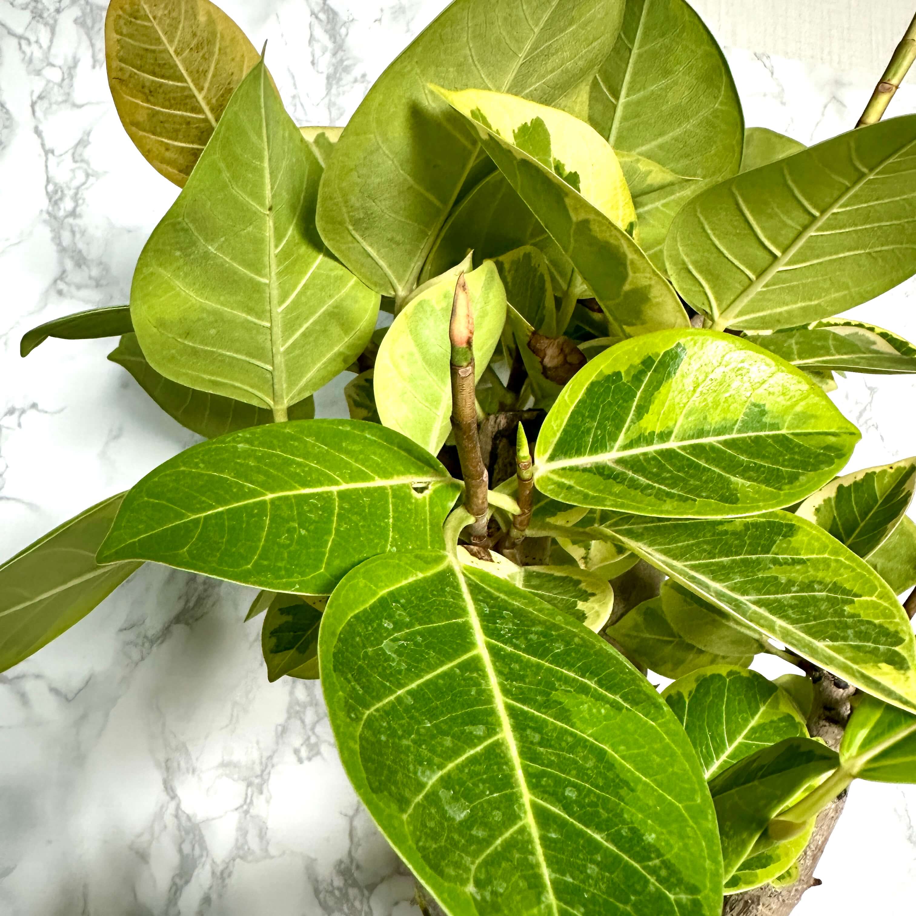 뱅갈 고무나무 실내에서 키우는 법