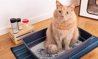 고양이 방광염/출처:어도비스톡