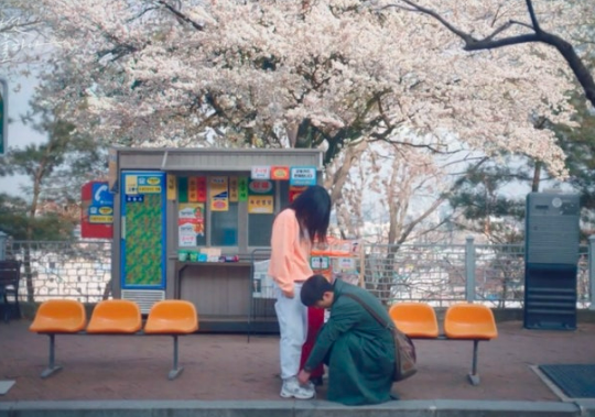 수원 벚꽃 개화시기