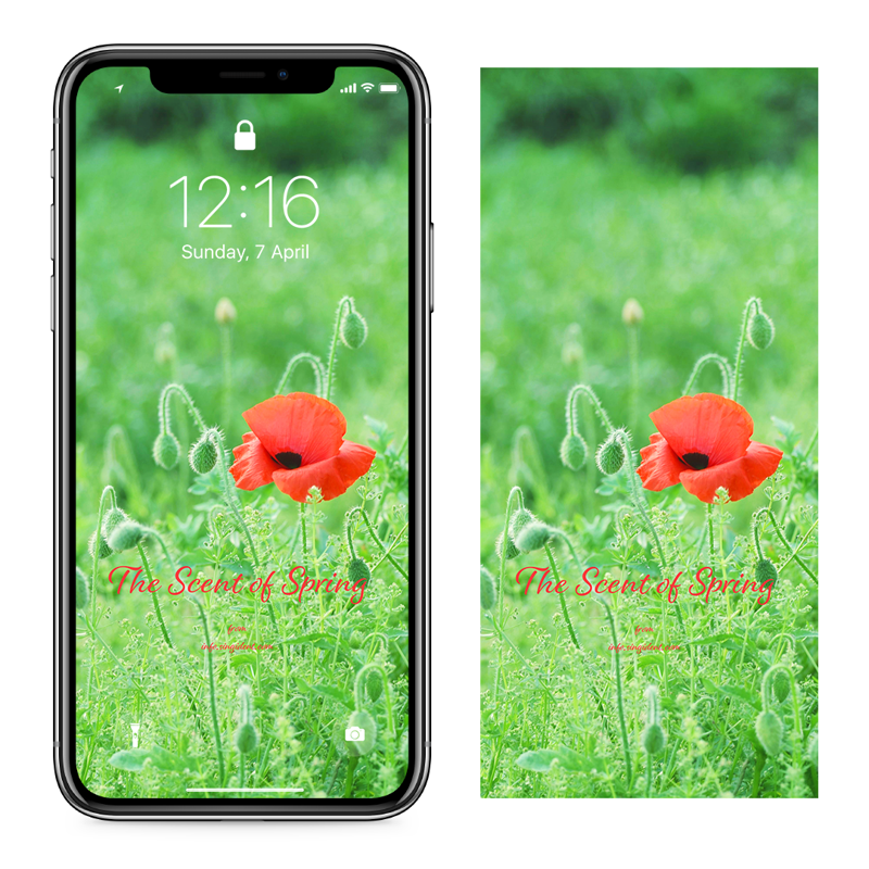 03 꽃양귀비 한송이 C - The Scent of Spring 꽃배경화면