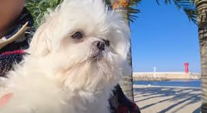 나혼자산다 구성환 강아지 꽃분이 드라이 추천템