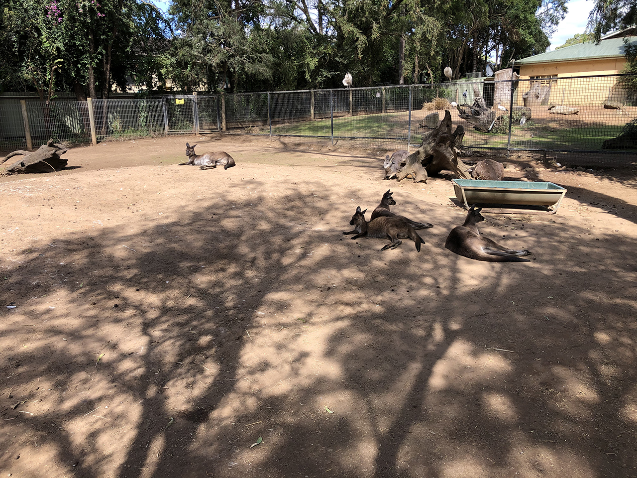 페더데일 동물원 캥거루