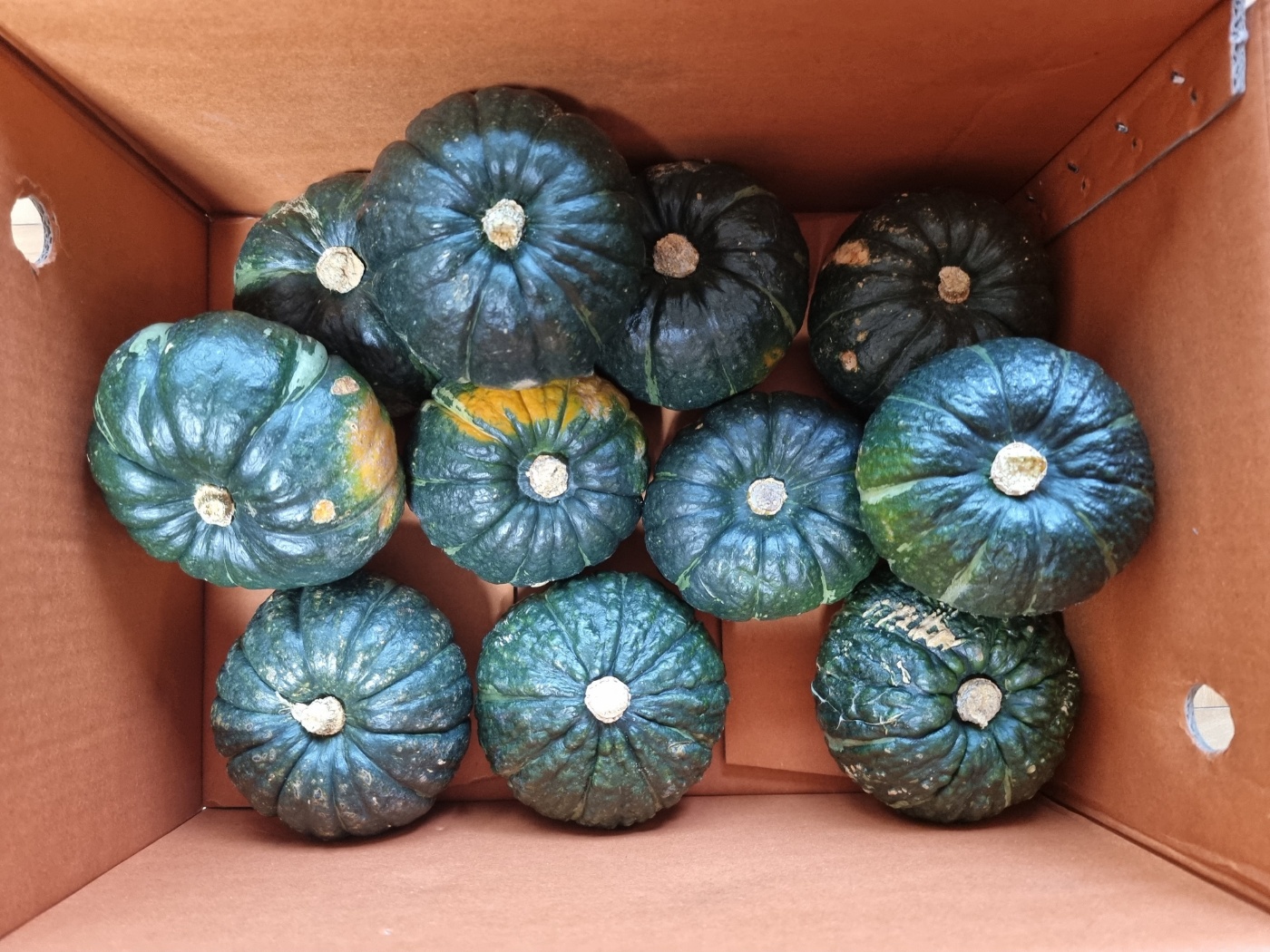 제주도_특산품_단호박