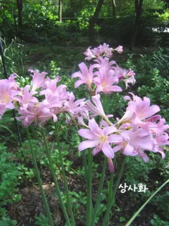 꽃무릇과 상사화 차이 요약 정리를 한눈에_29