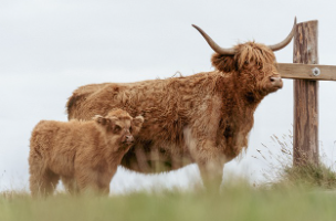 소띠 2025년 운세