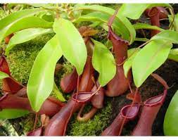 [식물 백과] 벌레잡이통풀 Nepenthes spp.