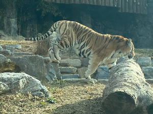 서울대공원 맹수사 호랑이