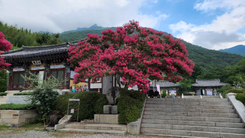 표충사 배롱나무