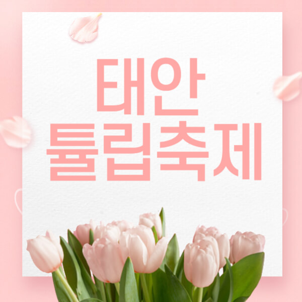 태안 튤립축제 기간