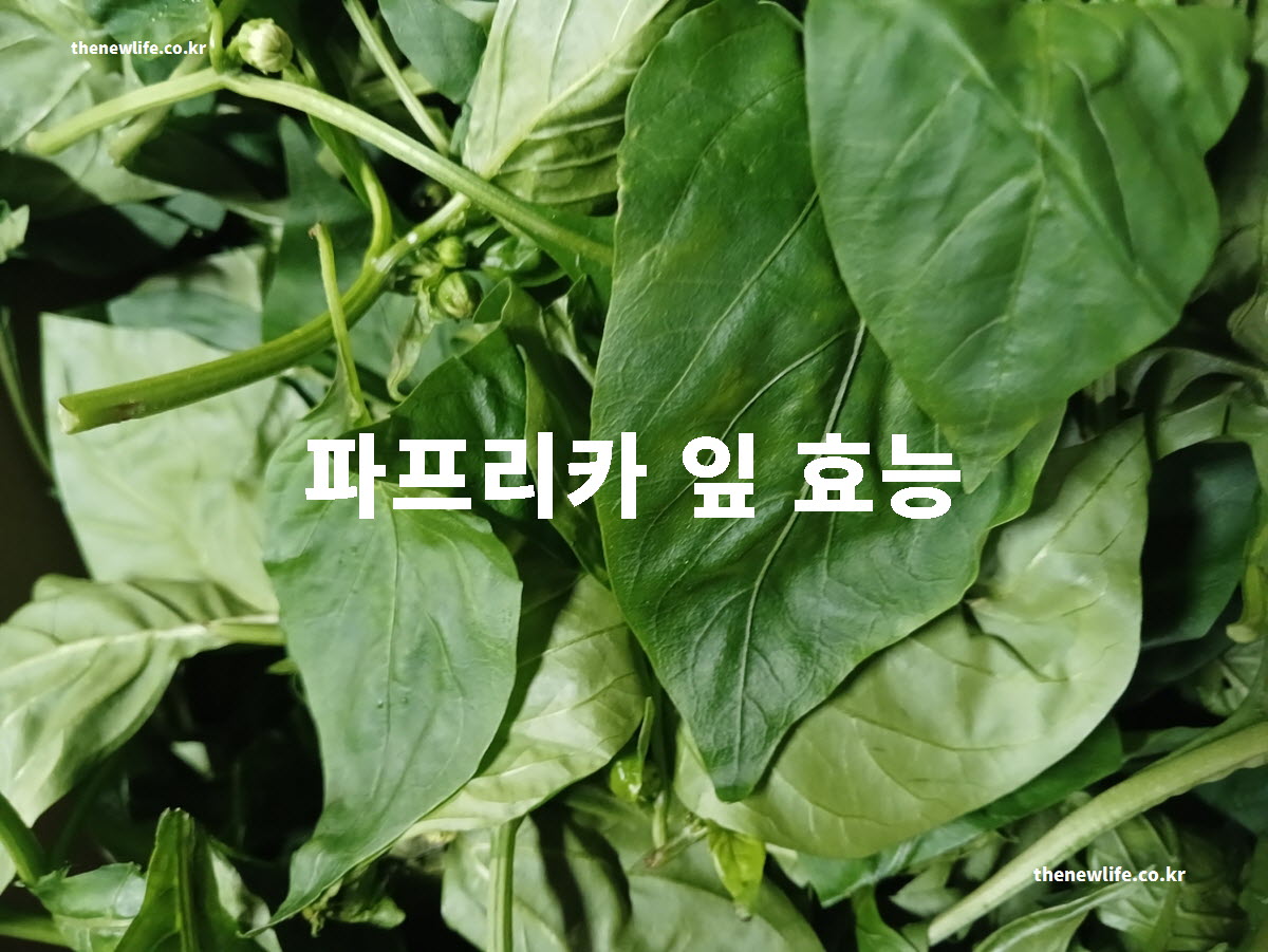 파프리카 잎 효능 대표 실사진
