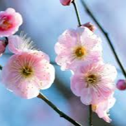 2025 대한민국 벚꽃 개화 시기 총정리! 지역별 명소 & 축제 일정