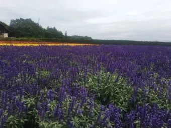 홋카이도 여름 여행코스 4박5일 일정과 맛집 정보 정리_20