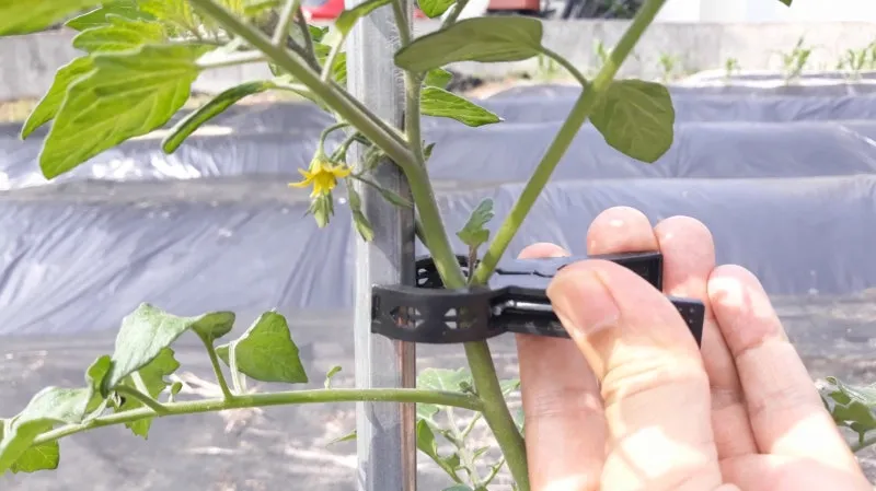 지지대 설치 방법 고추 토마토 참외 수박 쓰러짐 예방_8