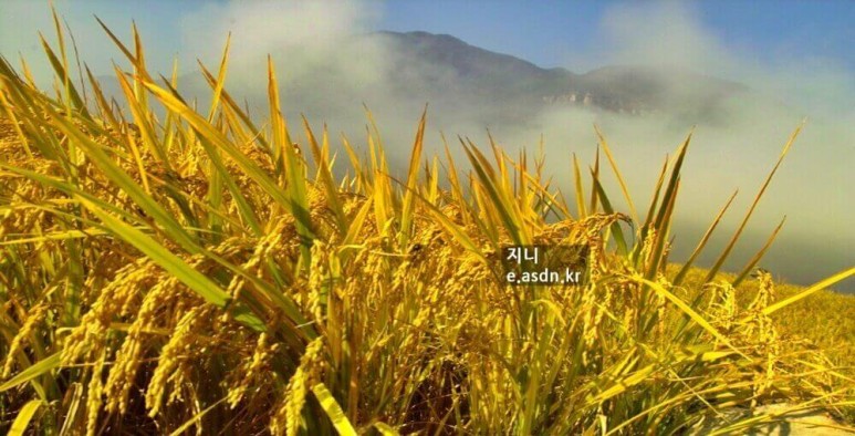 보리 효능 9가지와 부작용 총정리