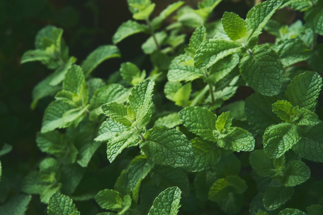 Herbal medicine